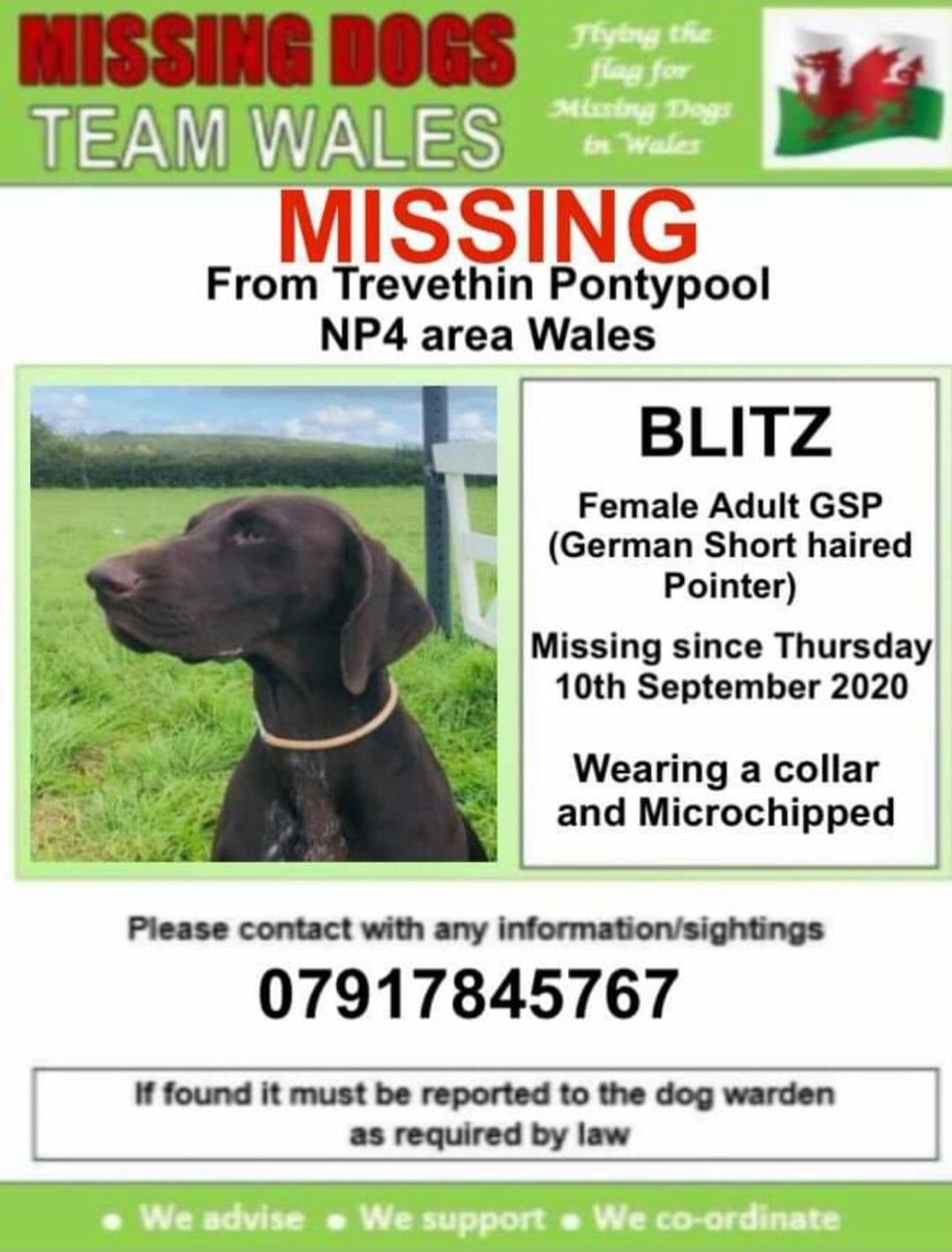 colliesontherun's tweet photo. 🔻BLITZ #MISSING  #TREVETHIN #PONTYPOOL AREA #NP4 🔺️Thursday 10/9/20 . Possibly headed #Lasgarn woods area Blitz is a Female GSP &amp; CHIPPED wearing a collar too so please look out for this girl
https://t.co/dy33MrUMae
@mazzy1412 @Anthony_Bailey_ @AlanDaffern @ruthwill64 @bs2510 https://t.co/vURSZF3VIl