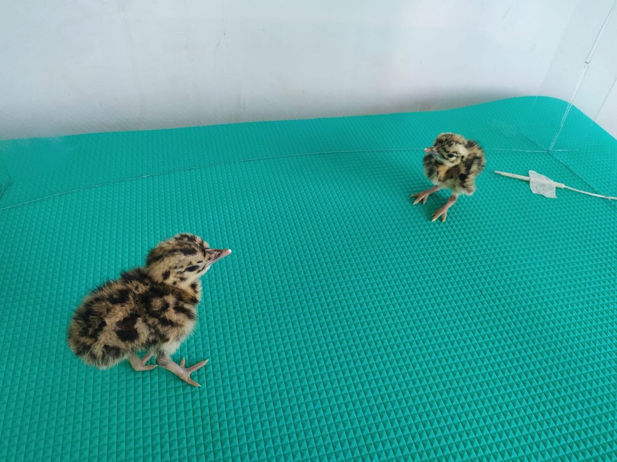 ashokgehlot51's tweet photo. Happy to announce, two chicks of Lesser Florican have been successfully hatched in a temporary facility near Nasirabad. This is part of an effort for conservation breeding of Lesser Florican. My compliments to joint efforts of WII, BNHS, Forest dept &amp; local ppl for this success. https://t.co/GAHlDWWvv9