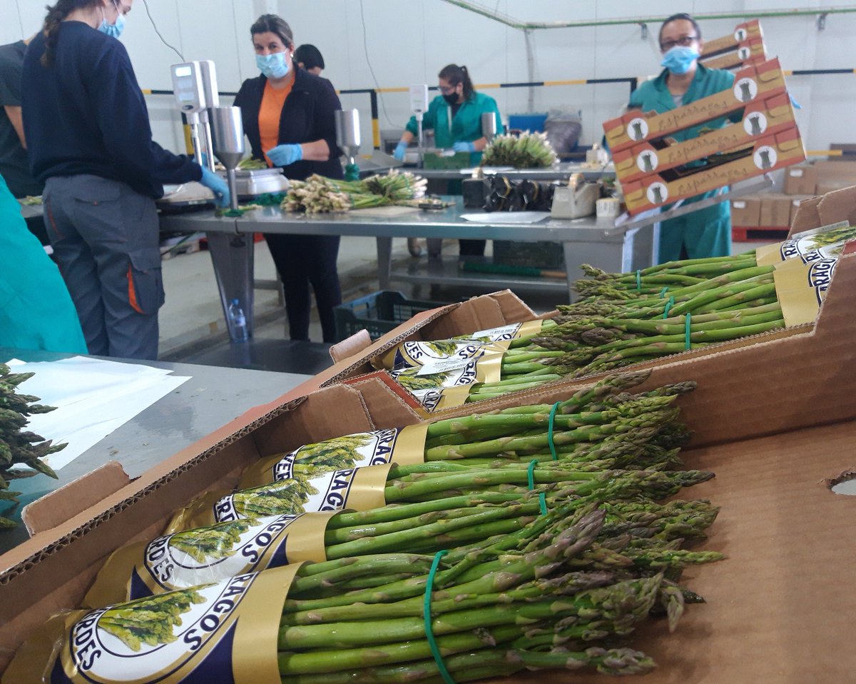 AlimentosGu's tweet photo. La climatología nos ha permitido disfrutar este año un poquito más de uno de nuestros productos estrella. 👌🙌
Y es que tenemos espárrago verde de Guadalajara seguramente para todo este mes de Septiembre.🌱🙂.
Disfrútalos!!
#guadalajarasabebien
#guadalajaraestárica https://t.co/0gxHbSAPVp