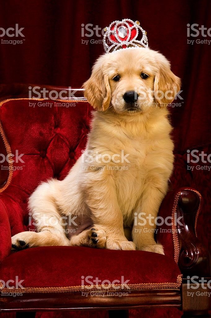 day 32 of jonny as puppies but it’s actually princess peekaboo 