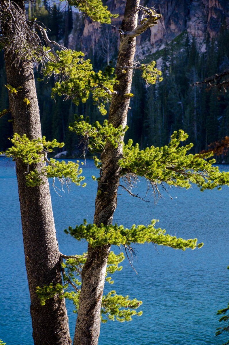 ModFam_global's tweet image. Explore the Best Baron Lakes Idaho Hikes

modfam.global/best-baron-lak…