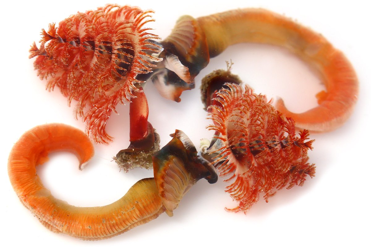 ゆうじ En Twitter 今日は疲れたので早めに帰宅 私の本職はある意味リアルhunter Hunterなので今日は高知県の狩猟免許更新手続きに行ってきた 罠師 一瞬で終わって草 磯にたくさんいるイバラカンザシゴカイ 完全な状態で採集できるのはごく稀 本体