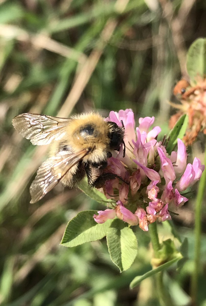 BeeWalk completed this morning in the lovely sunshine. Not many bumblebees out but spotted 3 lovely #CommonCarder bees on red clover. #bumblebees #buzzingcoast #bumblebeeconservationtrust #habitat #wildflowers  #BeeWalk #greenspaces #parks #biodiversity #nature