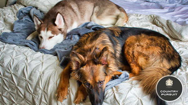 CPPetfood's tweet photo. Our plans for today... this bed is super comfy we're not moving anywhere! πΆ
#dogsoftwitter #doggos #sleepydogs #FriendsofCP #countrypursuit #thursdayfeels #relax https://t.co/Z99FftX3Fh