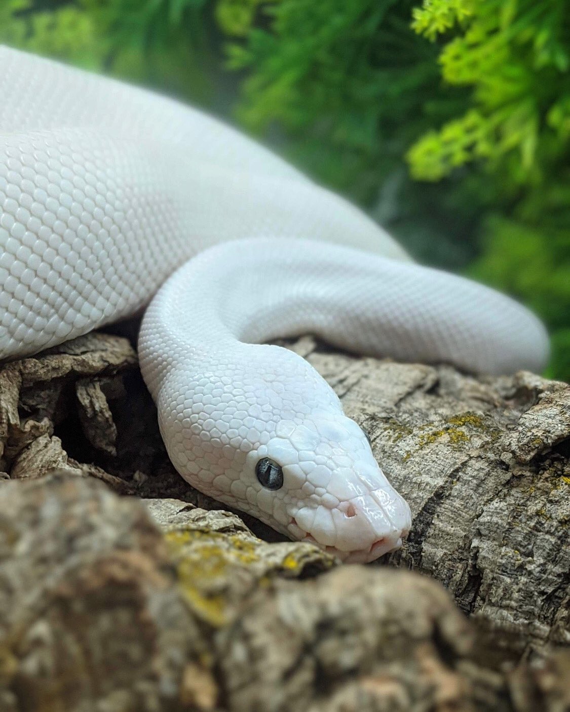 Blue Eyed Leucistic Ball Python