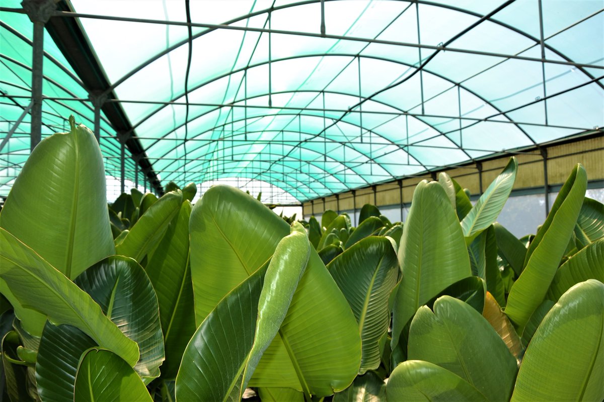 milazzoflora.it/prodotti/