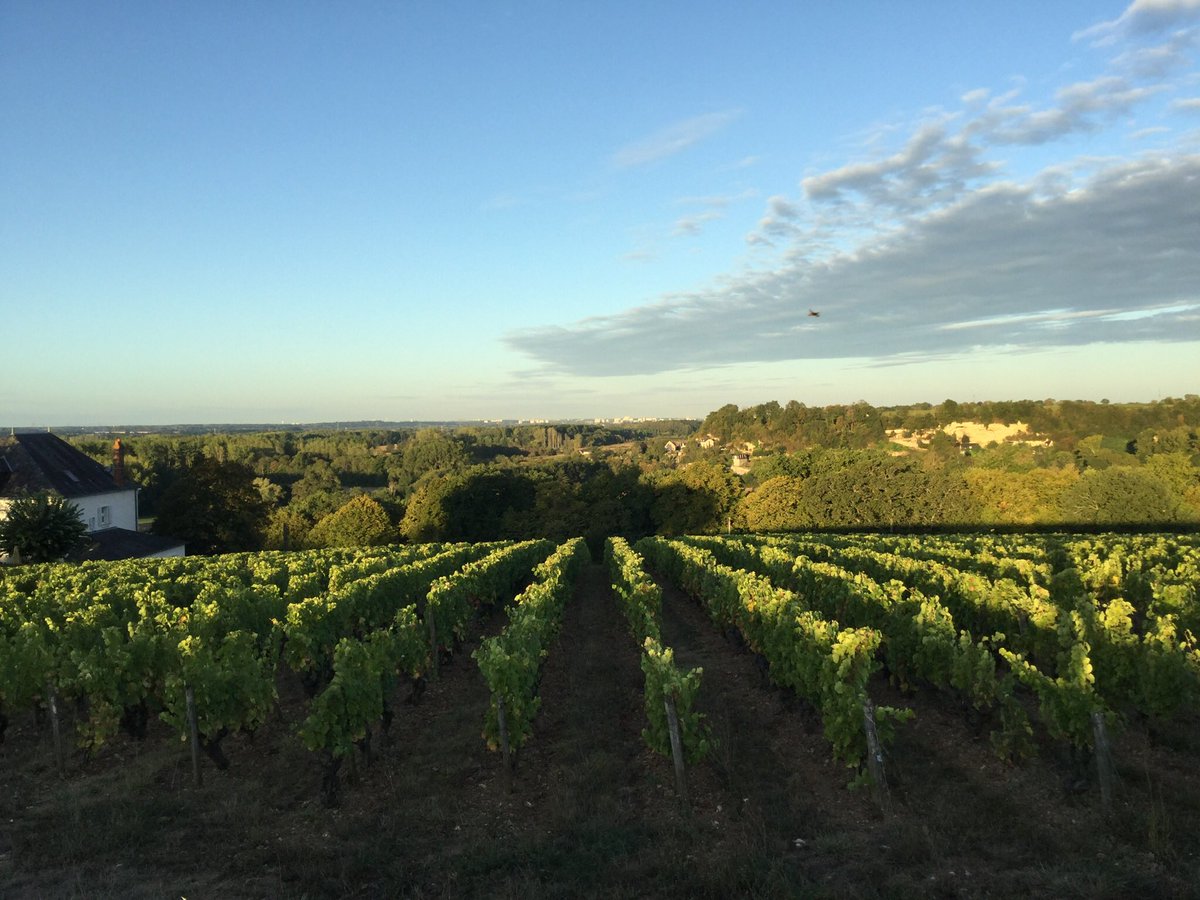 Le Clos. Our finest plot perched up on the limestone plateau looking over towards the Loire with Tours in the distance. Old Chenin vines on a steep slope. The grapes were picked today and were in great condition. #chenin #vouvray #teamcareme #oldvines #loireharvest2020 #vendanges