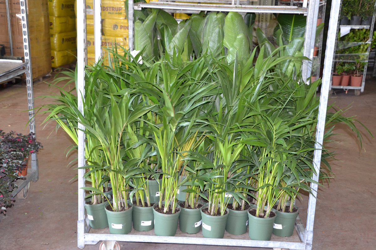 milazzoflora.it/prodotti/