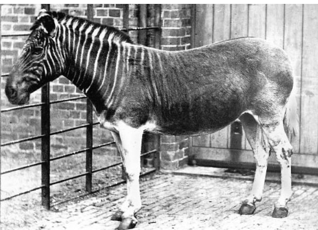 Unique photo d’un quagga, cousin disparu du zèbre (1870)