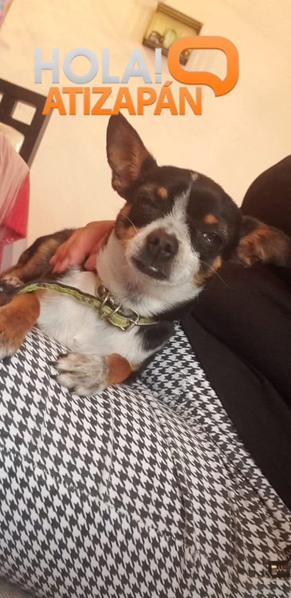 hola_atizapan's tweet photo. #AlertaPet: #Atizapán
“SE BUSCA"Responde a nombre de "bache" es un macho chihuahua de color atigrado(negro con manchas blancas y cafe) se extravío el 8 de septiembre en la colonia primero de septiembre, por favor comuníquense al 5566187948”(Sic) https://t.co/DMmpYK90B5