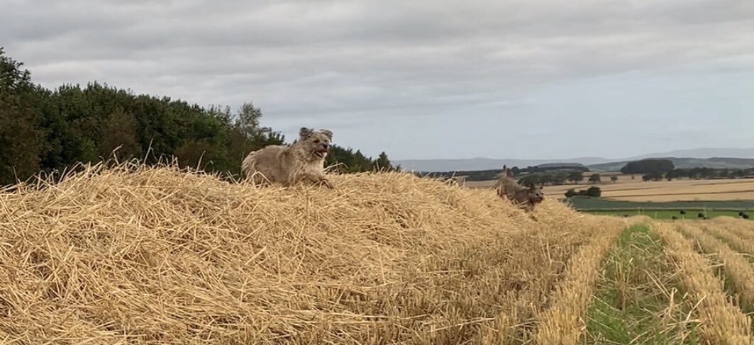 fleurrbie's tweet photo. Bets are on.... itβs Maisie in the lead from Rags with Brack coming in third place....! πΆπΆπΆπΆ#thursdaymorning #stubbles #harvest2020 https://t.co/aLXdU4xE57