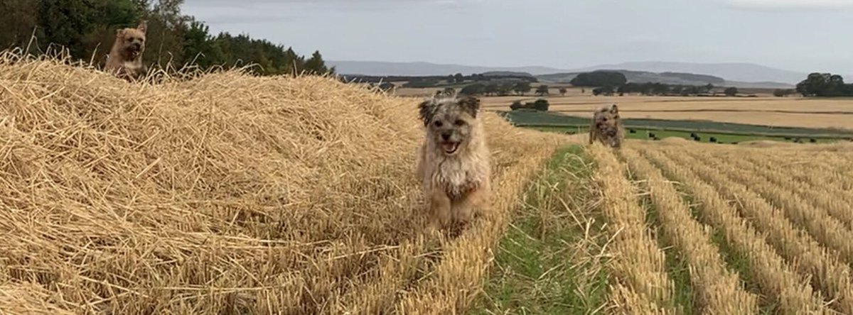 fleurrbie's tweet photo. Bets are on.... itβs Maisie in the lead from Rags with Brack coming in third place....! πΆπΆπΆπΆ#thursdaymorning #stubbles #harvest2020 https://t.co/aLXdU4xE57