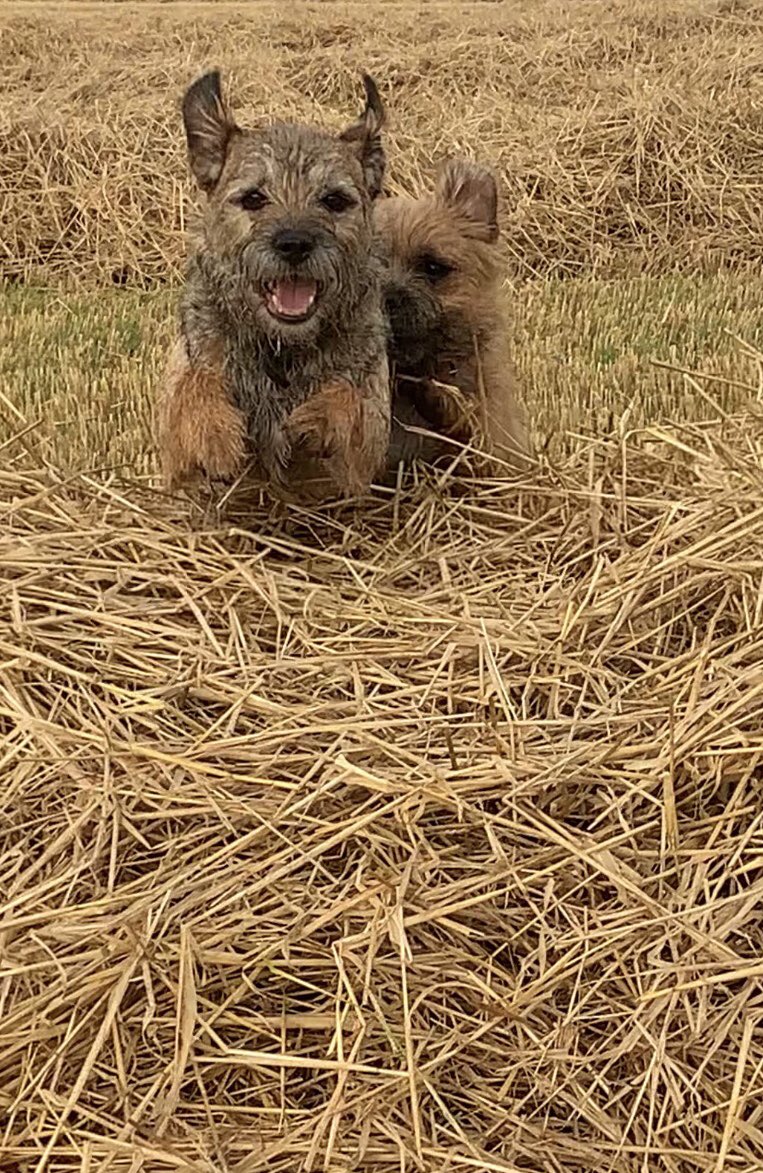 fleurrbie's tweet photo. Bets are on.... itβs Maisie in the lead from Rags with Brack coming in third place....! πΆπΆπΆπΆ#thursdaymorning #stubbles #harvest2020 https://t.co/aLXdU4xE57