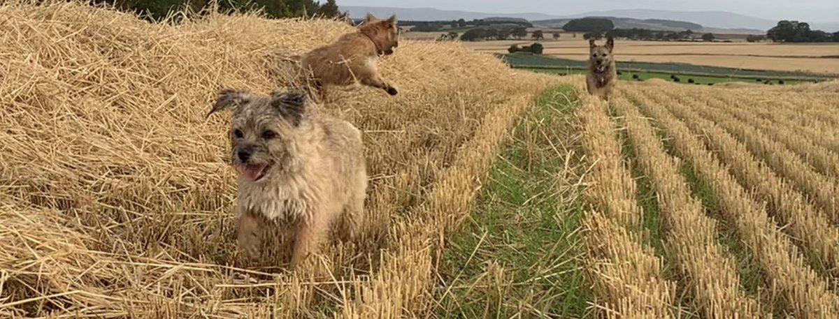 fleurrbie's tweet photo. Bets are on.... itβs Maisie in the lead from Rags with Brack coming in third place....! πΆπΆπΆπΆ#thursdaymorning #stubbles #harvest2020 https://t.co/aLXdU4xE57