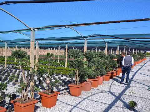 milazzoflora.it/prodotti/