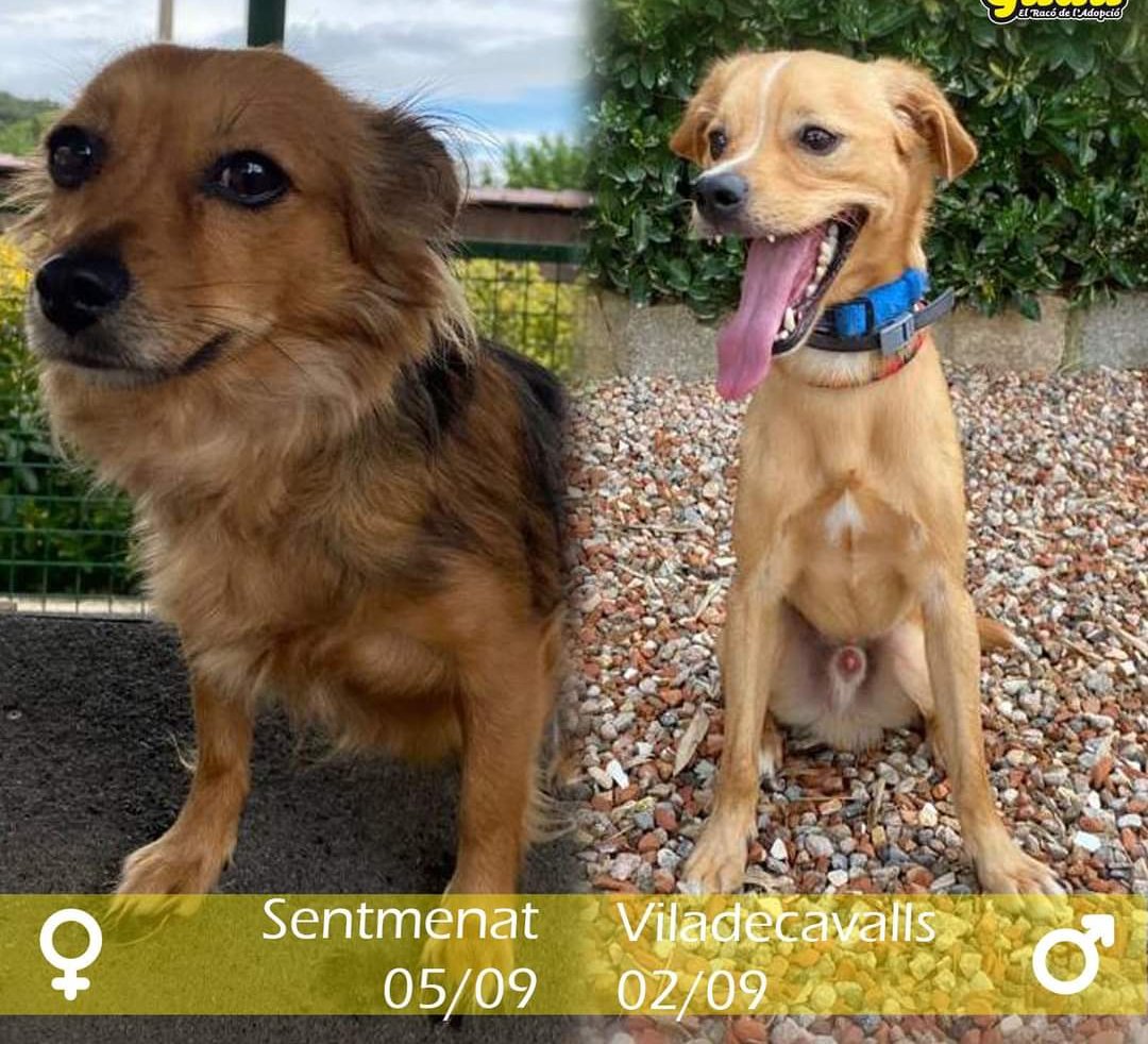 pont_roma's tweet photo. ¿Los reconoces? Si es así, no dudes en ponerte en contacto con nosotros! Son encontrados en #sentmenat
#viladecavalls
Estan en nuestro refugio, en #Helpguau Argentona.
93 756 11 14
https://t.co/iBv0gKJlEE
#xarxabarcelonatrobats https://t.co/pBuHiUoLWR