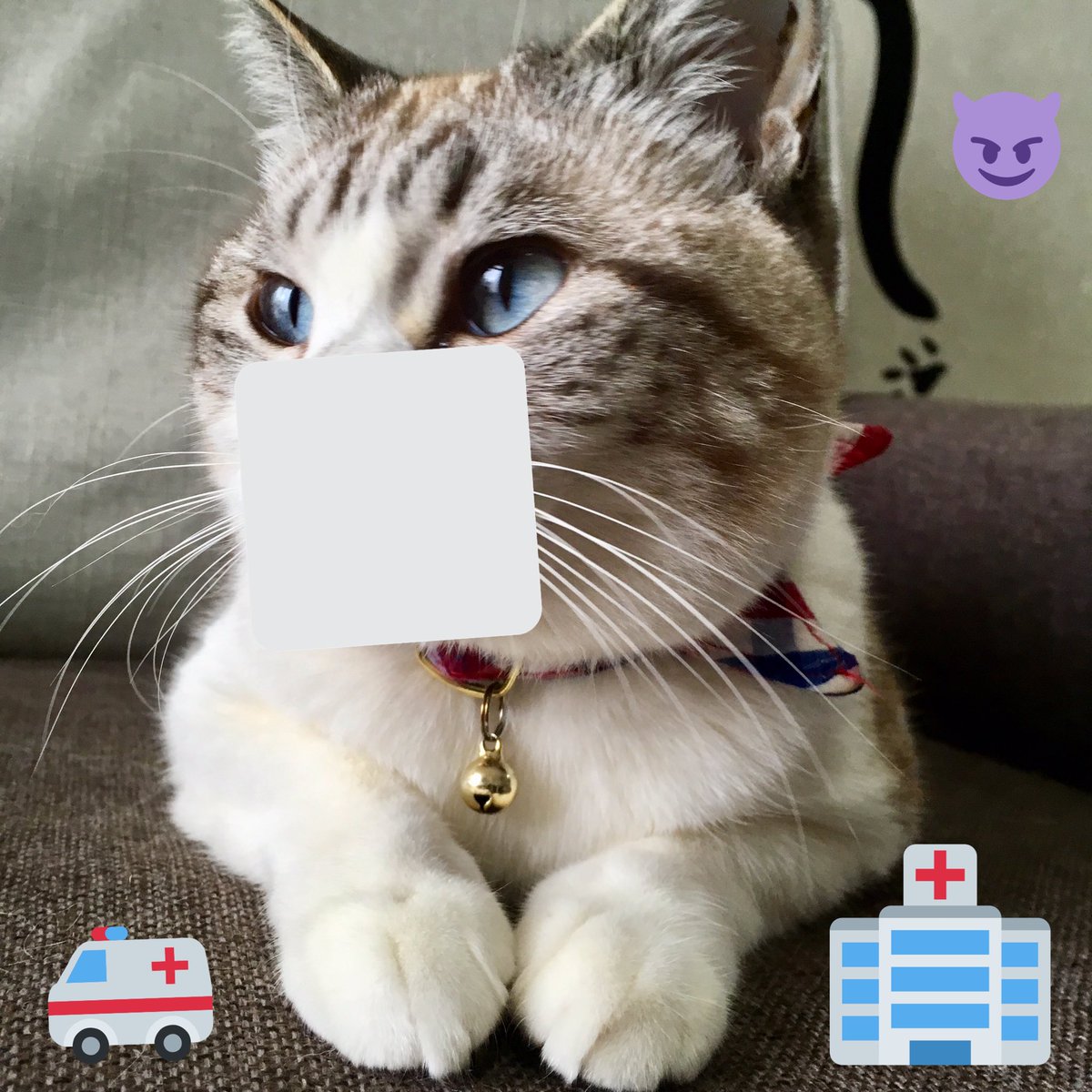 tsumuginyan's tweet photo. @y_sakaue2 お久しぶりです。
密でしたので(=^ェ^=) https://t.co/W35nNPsfbc