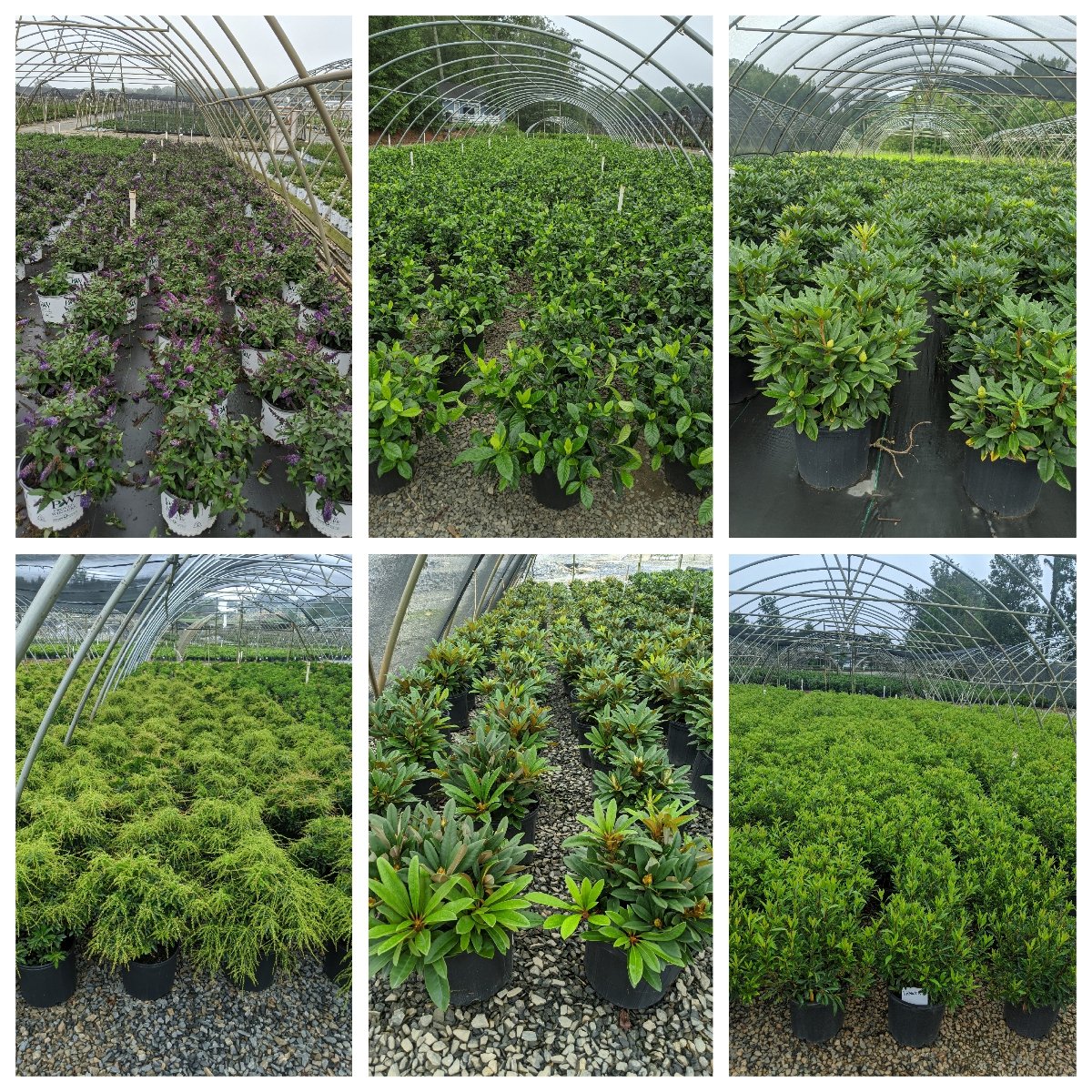 Master_Nursery's tweet photo. Curt Alverson toured Buds &amp; Blooms Nursery and saw beautiful woody plant material.  #Hydrangeas #Buddleia #Buxus #Lagerstroemia #Loropetalum #Nandina #Spirea #Weigela #Rhododendrons #Leucothoe #Pieris #Kalmia #GardeniaSummerSnow #Azaleas Watch Slideshow: https://t.co/f4rQuArRYg https://t.co/rZqHGokK1l
