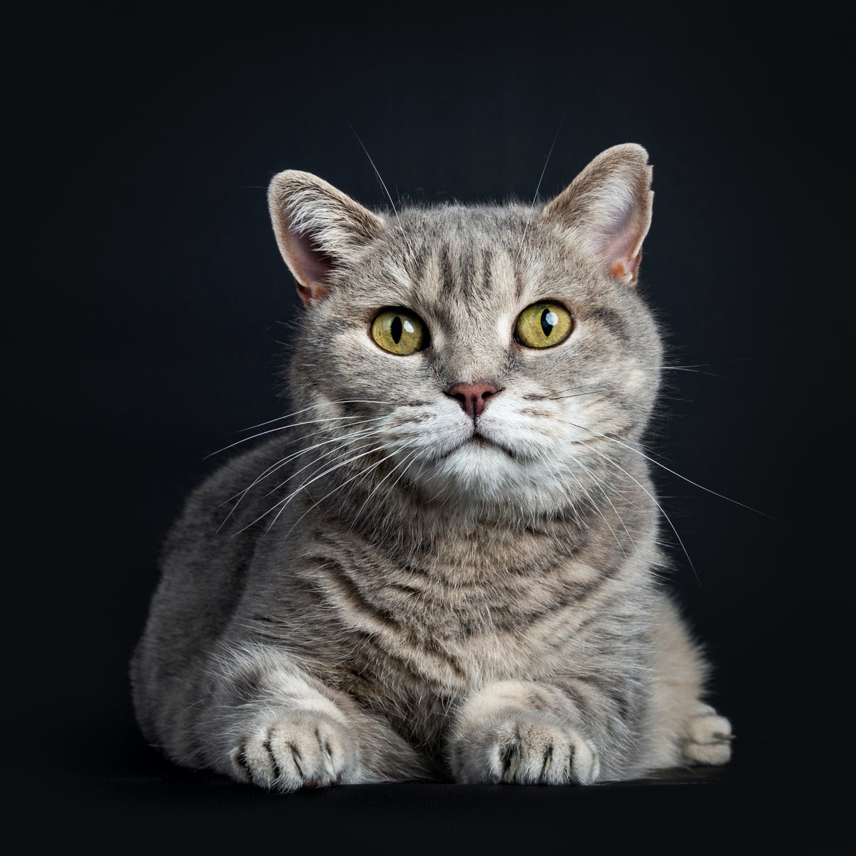 UltimateSandV's tweet photo. Do you have a #cat? How old is he or she? In the latest episode of The Pet Pod @ZaraTheVet chats with feline veterinary specialist, Dr Sarah Caney @vet_prof about caring for our cats in their senior years. Listen here... https://t.co/KqHneOBSnG https://t.co/LNYHistPEu