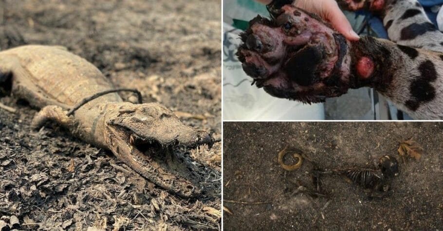 The Pantanal is home to an extraordinary biodiversity with more than 600 bird species, 300 fish species, 236 mammalian species, 141 reptile and amphibian species, and more than 3500 plant species. We are now seeing awful images of them being burnt, including jaguars… 5/n