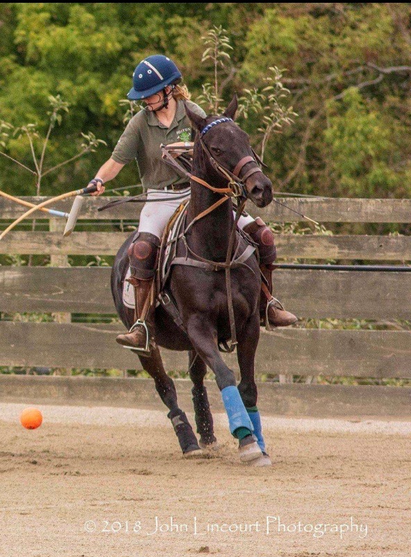 BostonPoloClub's tweet photo. Meet Daisy!  Daisy is a 15 years old and a barn favorite.  She gets beautiful dapples in her coat during the summer and is handy and quick running.  You might pick her out in the paddock hanging out with her best friend Jedda.  #instahorse #horsesofinstagram #polopony #lovehorses https://t.co/sKxpdmcdZY