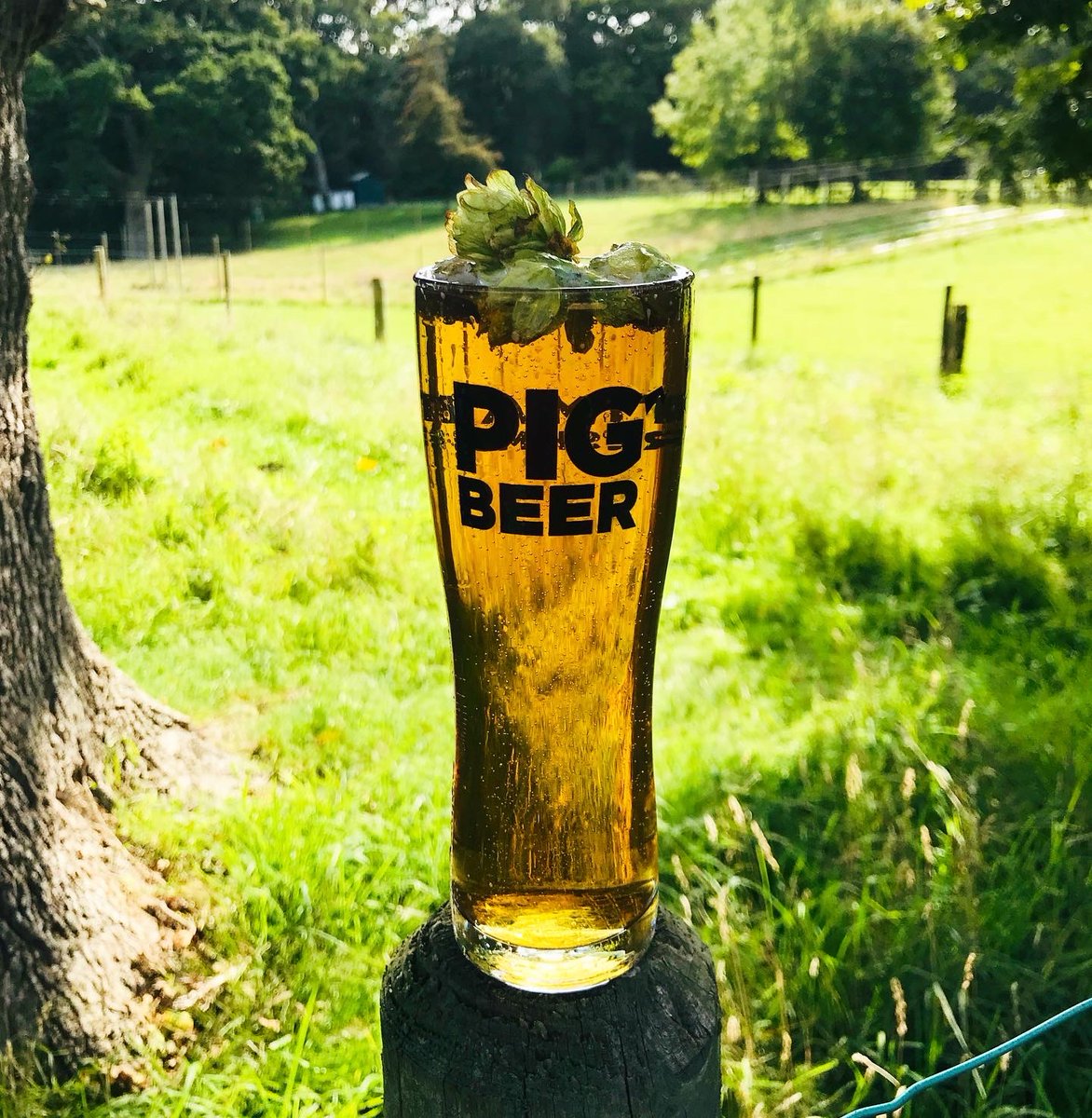 PIGBEERCO's tweet photo. Hops harvesting season means a glass of refreshing IPA served with freshly picked hop flowers in it🍺 would you like to something like this? Share in the comments
.
.
.
#hops #harvest #beer #brewing #citra #chinook #craftbeer #hoppy #hopcone #bine #ipa #UltimateRefreshment https://t.co/TlViOiU7TO