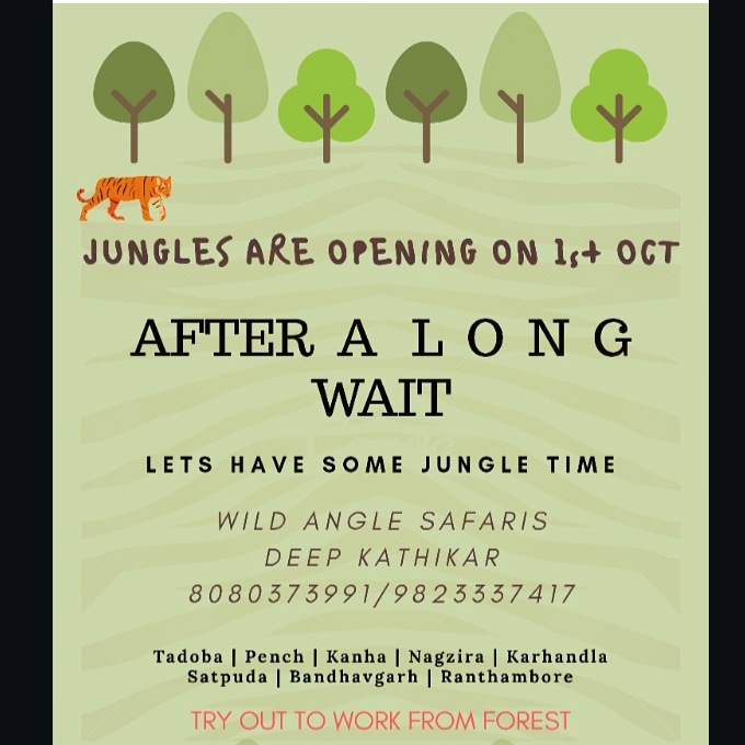 Jungle are set to open. Let us share our passion for the Wild with you all. #WalkwithTiger #wildanglesafaris #junglesious #forest #jungle #wildlifetourism #explore #IncredibleIndia #IntoTheWild #SavetheTiger #Traveller #TigersofIndia