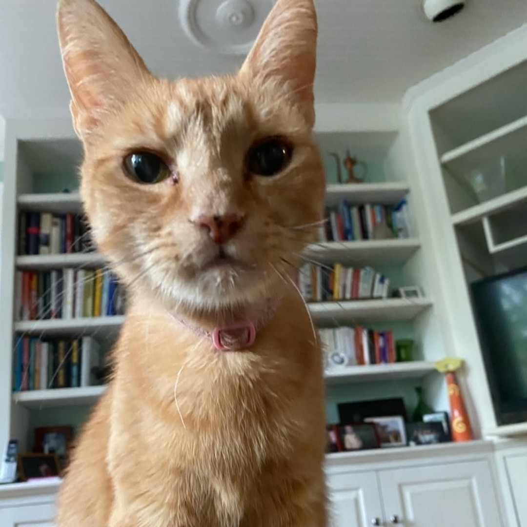 Alexandria Pet Care tweet media