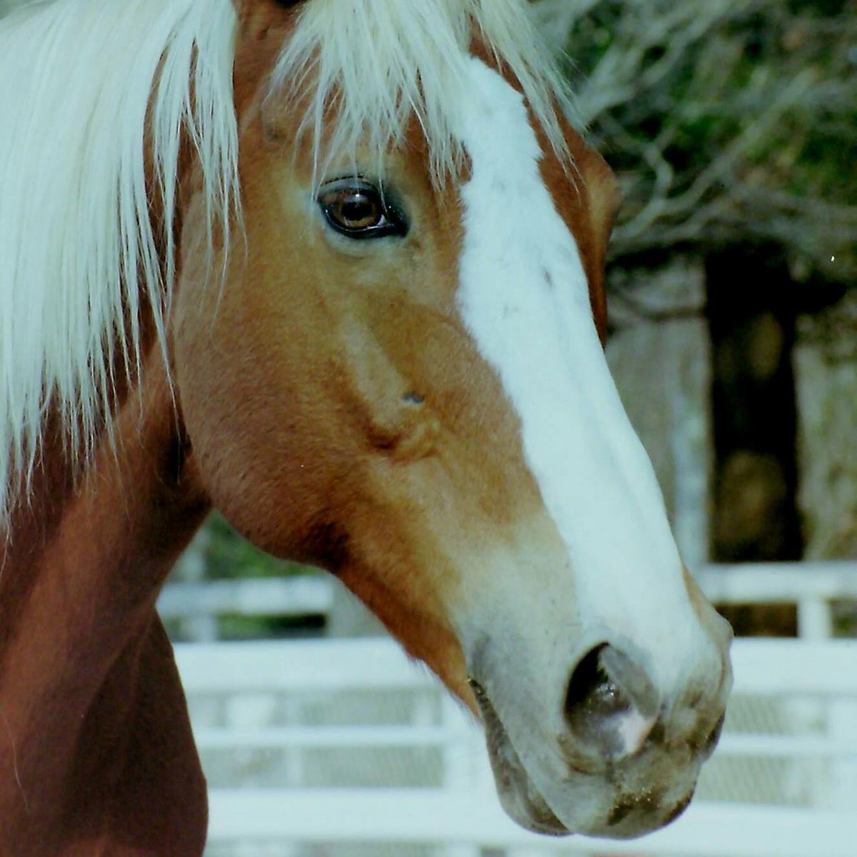 8408 Na Twitteru トウショウファルコ 金杯 Ajcc重賞連覇 引退後は馬体の優雅さを買われ東京競馬場の誘導馬に 誘導馬引退後は根岸のポニーセンターで乗馬として余生を過ごす