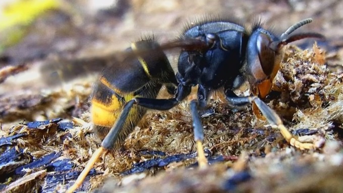 MORE INFO on first Asian Hornet of 2020 confirmed. Flying hornets have been found in a vineyard, north of Gosport - Bee inspectors are tracking and hope to find the nest soon. #bees #Asianhornetweek #Gosport #Hampshire