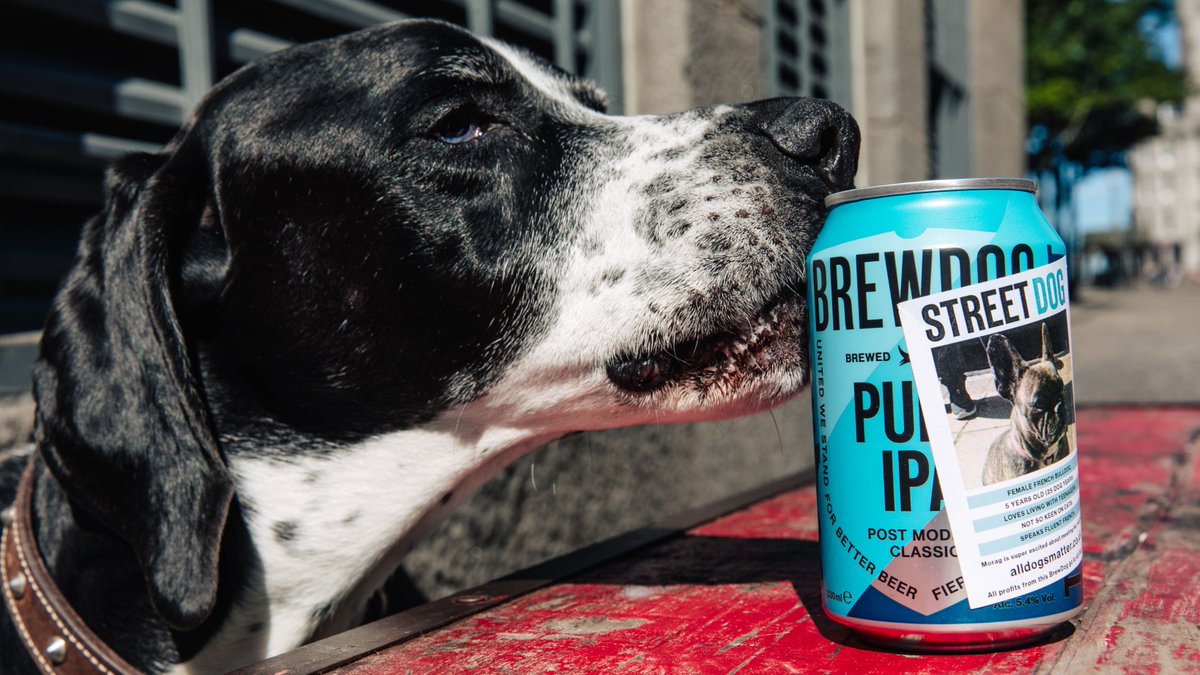 BrewDog's tweet photo. Who let the dogs out? We did. 

50,000 cans of #streetdog were sent out this week, with 100% of profits donated to @AllDogsMatter and @dotslondon. 

We're loving all your snaps - keep them coming! 🐶

#streetdog https://t.co/9jI1IfK9Z8