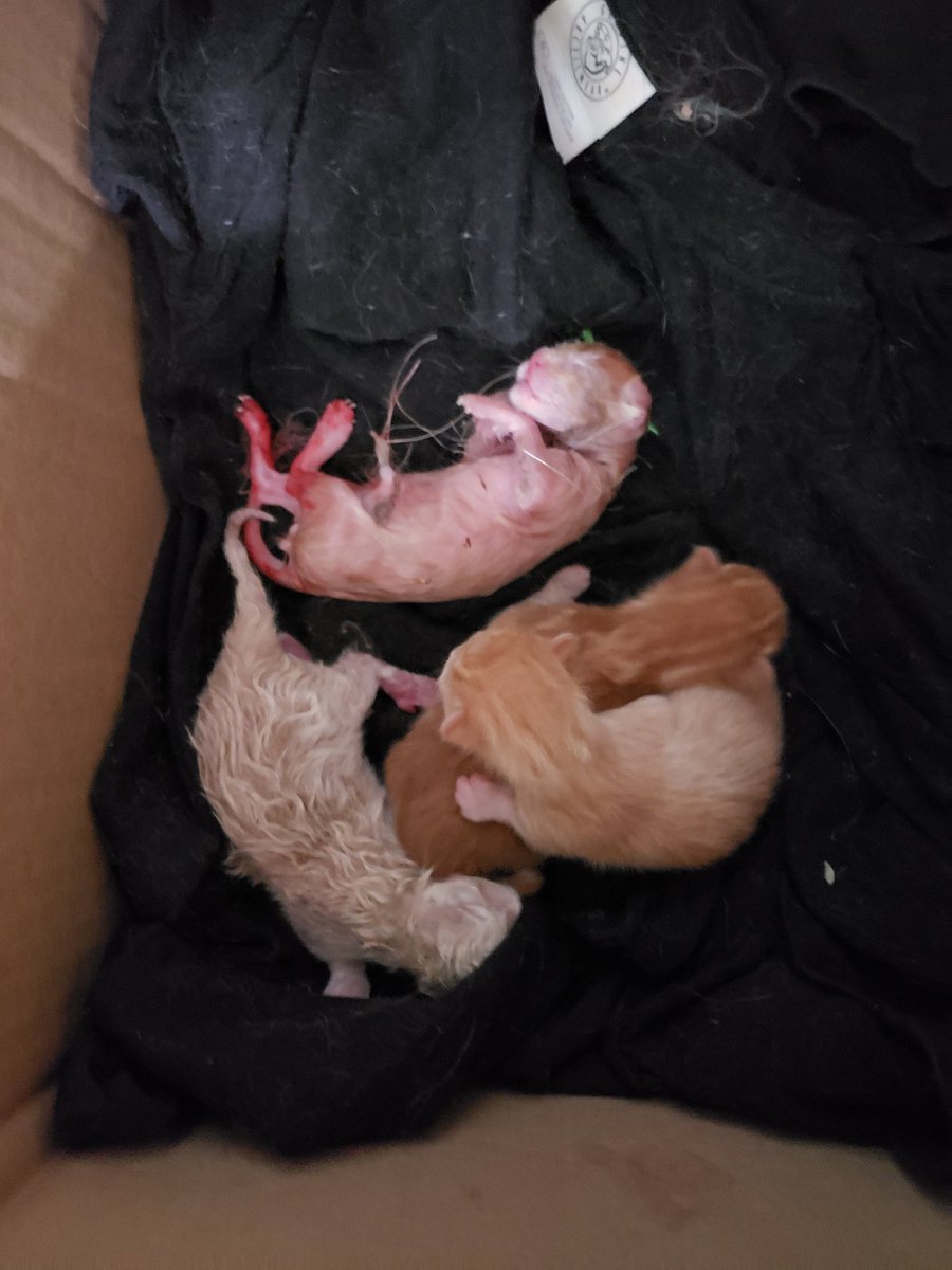 Got home from work and thought I heard a kitteh mewing by the couch. Checked and mom was in her box with the two from yesterday. Looked by couch and found a very cold baby kitteh! Her cord was tangled with a backpack strap! Used my side cutter to free her.