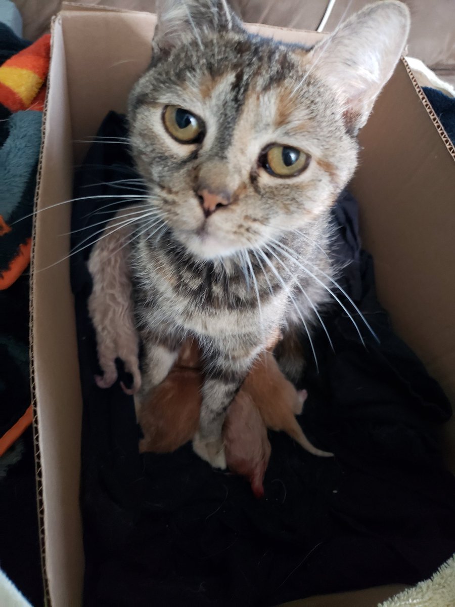 Got home from work and thought I heard a kitteh mewing by the couch. Checked and mom was in her box with the two from yesterday. Looked by couch and found a very cold baby kitteh! Her cord was tangled with a backpack strap! Used my side cutter to free her.