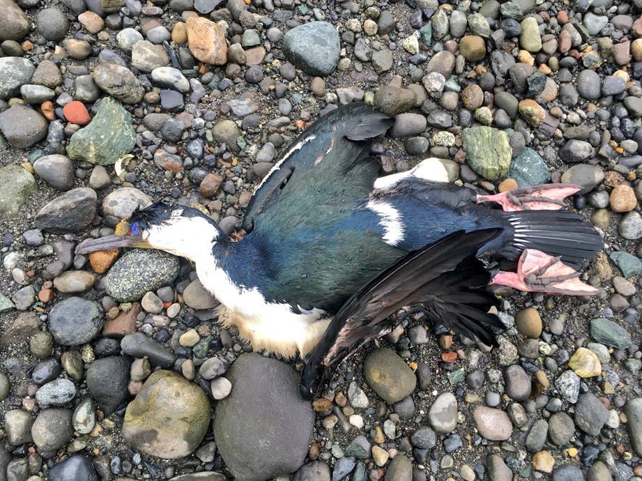 Chungungo 🦦🇨🇱 tweet media