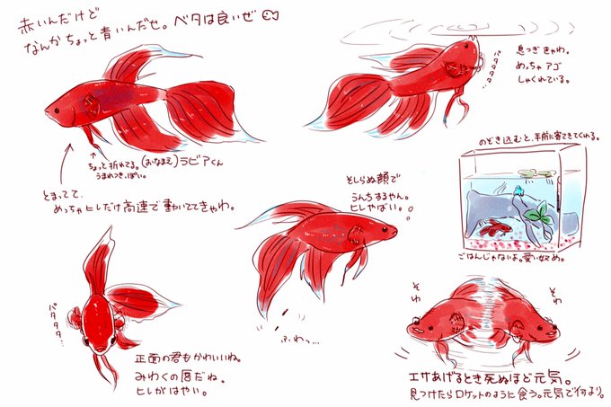 ベタ 高画質 のtwitterイラスト検索結果 古い順