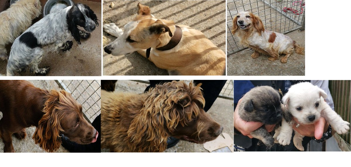 MPSCroydon's tweet image. We NEED your help
Following the recent police operation in Orpington, a series of dogs have been found &amp;amp; confirmed or suspected to be stolen, if you know any of these 4 legged friends please get in contact &amp;amp; share,share,share please. Call 101 @MetCC and quote Op Medusa