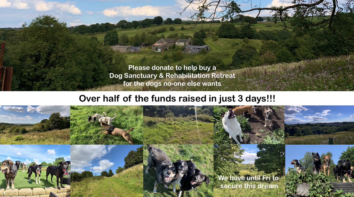 Dogs4Rescue's tweet image. An OAP has donated her £600 pension because she so wants us to secure this property for the rescue dogs no-one wants 💖 #humbled #actsofkindness Pls help us with a donation if you can 🙏 justgiving.com/crowdfunding/d…