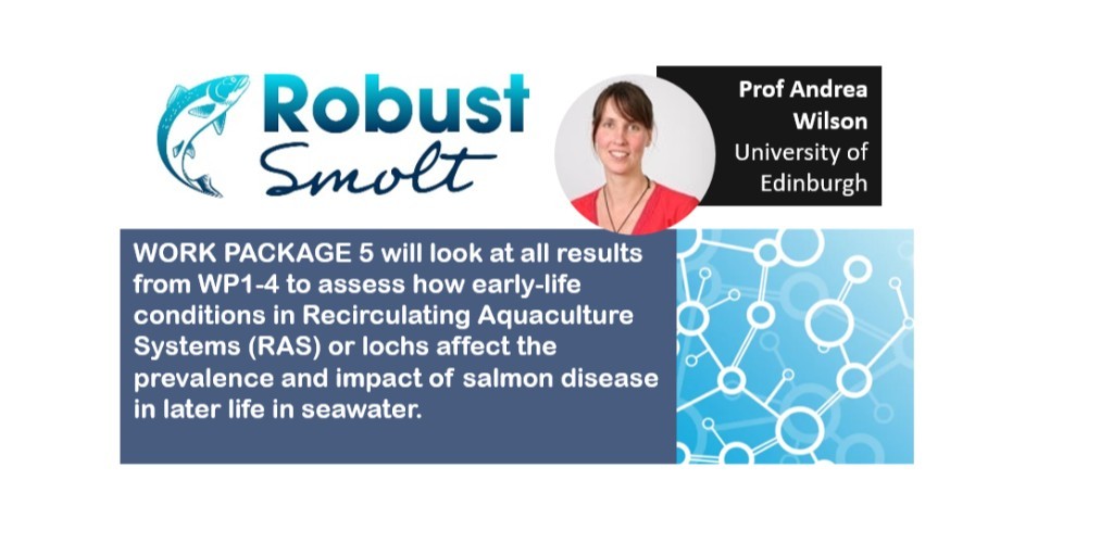 .<a href="/RobustSmolt/">RobustSmolt</a> is...

RESEARCH PACKAGE 5: Led by Andrea Wilson <a href="/roslininstitute/">The Roslin Institute</a> - using maths &amp; #genetics to find out if rearing #salmon in #recirculating #aquaculture #systems has an impact on #epidemiology of #disease &amp; overall health. 🐟💪

More info 👉bit.ly/32XgvU1