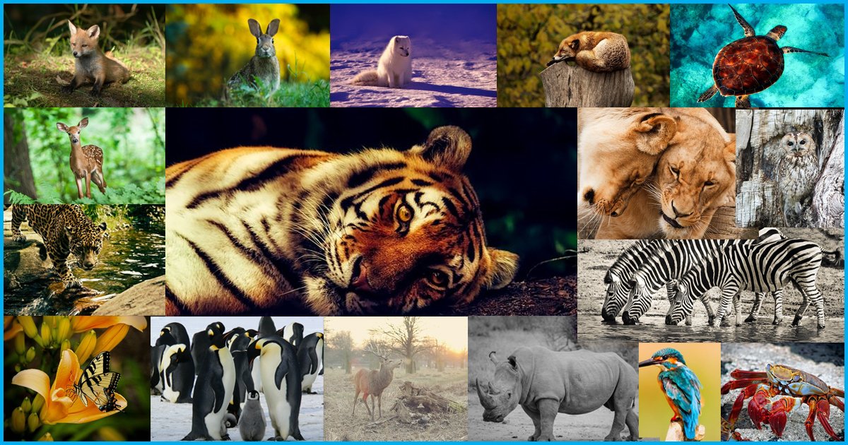 VnsLive's tweet photo. Two-thirds decline in wildlife populations on average since 1970: WWF’s report

#2020 #animals #birds #COVID19 #fish #Global #latestnews #mammals #reptiles #worldwildlifefund #WWF #wwflivingplanetreport #WWFPakistan #wwfreport https://t.co/xXhjVc1xZF https://t.co/vr2NHiQUhj