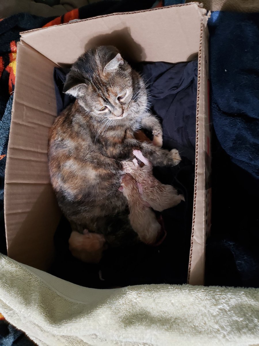 Heating pad under the box, mom in the box with them, and they all look like they're doing well. Now I'm searching the house top to bottom, starting with all the places Rusty likes to hide. I'm so afraid I missed one.