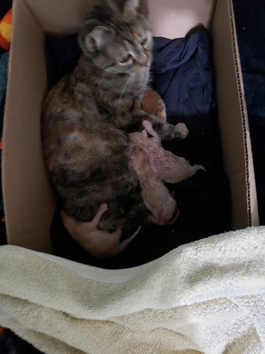 Heating pad under the box, mom in the box with them, and they all look like they're doing well. Now I'm searching the house top to bottom, starting with all the places Rusty likes to hide. I'm so afraid I missed one.