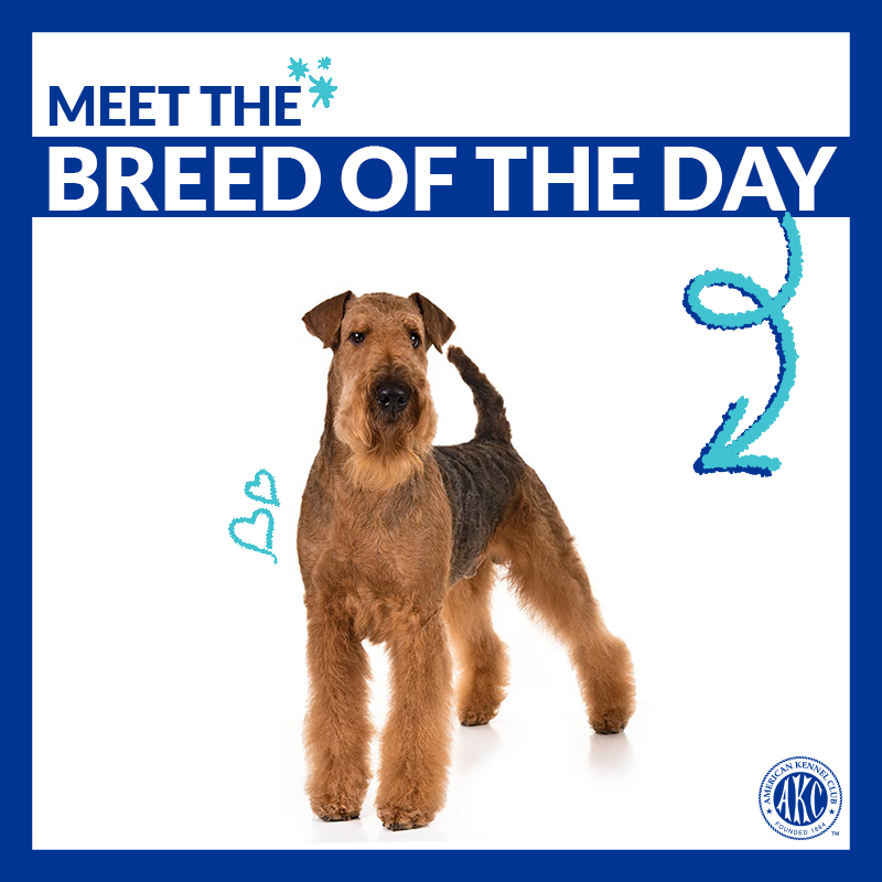 airedale terrier kennel club