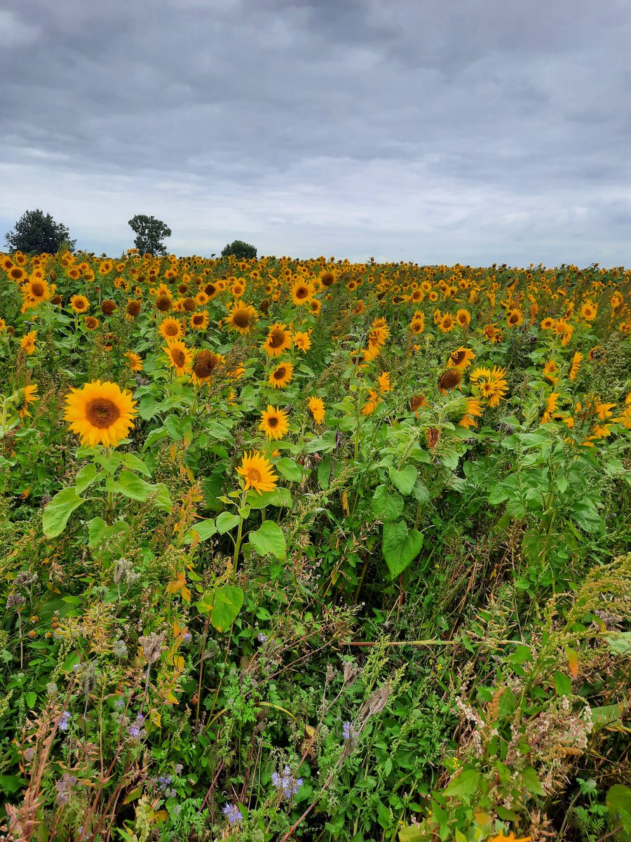 rubybee_'s tweet photo. Sunflower field :) https://t.co/8vLcWFpX3f