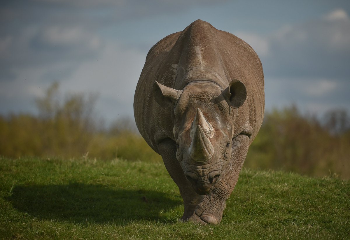 BIAZA's tweet photo. Zoos &amp; aquariums are facing the worst financial winter in memory!

Please write to your MP asking for changes to give our zoos a chance to continue vital work caring for animals &amp; making the world a better place #YourZoosNeedYou

📸 @chesterzoo 

https://t.co/QH2gNvAj3Q https://t.co/MK5kuGqrTw
