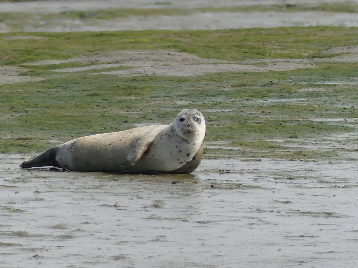 Hi all, welcome to our twitter presentation on the  #Solent  #seal population for  #BESaquaticECRTweets.Myself and Robyne Castles carried out this research as 3rd year undergraduates at  @UoPMarineBiol  @portsmouthuni (1/14)