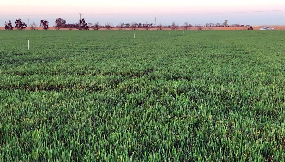 De_Margen's tweet photo. ASEGURAN QUE EL TRIGO RESPONDE MEJOR A LA FERTILIZACIÓN FOLIAR EN AÑOS SECOS
#Infocampo
https://t.co/iTD7leIXAg https://t.co/jW17XrkUqG