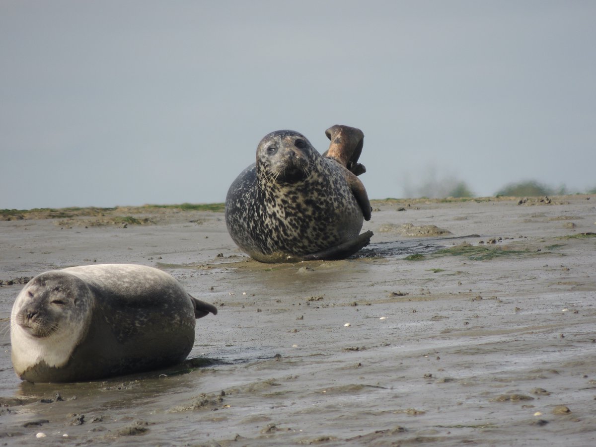 The Solent harbour seal population was established in the 1990’s. Since then they have only been studied once (4/14)