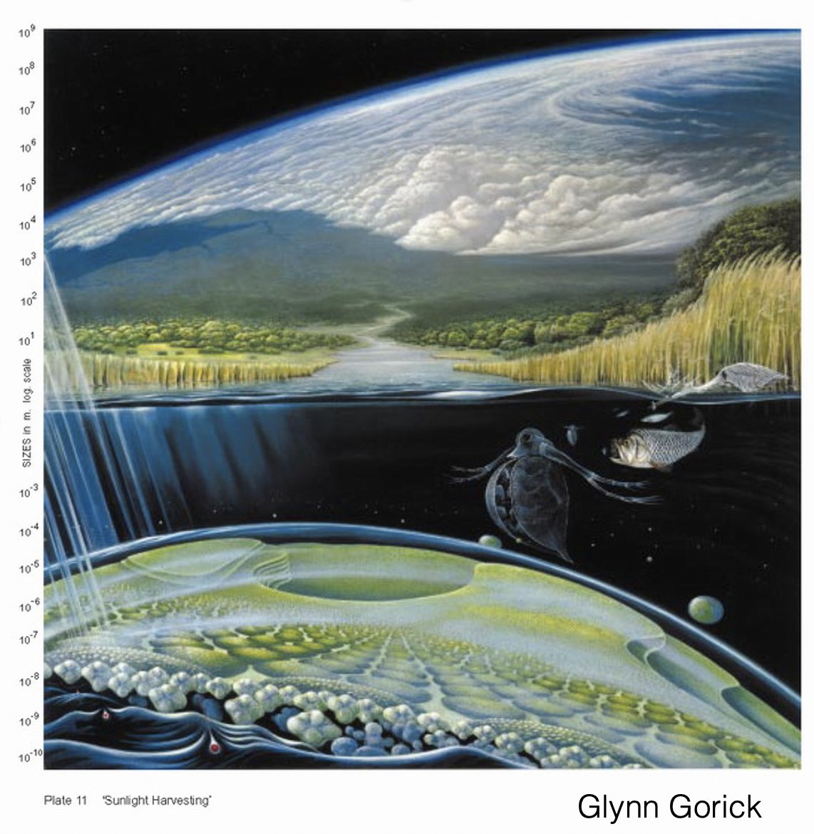 Ecology is built on theories about resources and energy, but where does information come in?

Just out <a href="/Trends_Ecol_Evo/">Trends in Ecology & Evolution</a> 
Converting Ecological Currencies: Energy, Material, and Information Flows

led by <a href="/jnmarleau/">jnmarleau</a> w/ Tianna Peller @guichard_mcgill 
sciencedirect.com/science/articl…