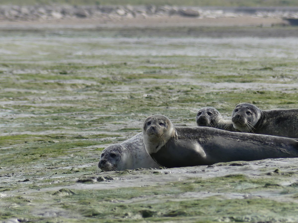 We were supervised by  @sarahmarley86, and used data recorded by  @petepoach, John Atkins and Louise MacCallum We are grateful to  @chichesterharbo &  @langstonehb for making this research possible (2/14)