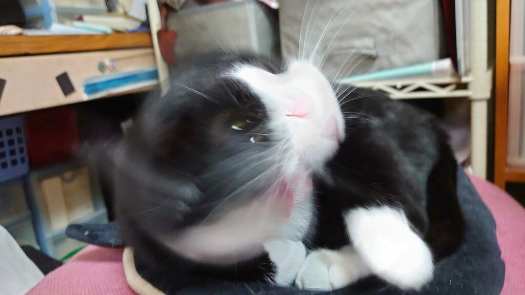 yasuineko_ch's tweet photo. シャッターミスにも程がある😂
#ねこ #にゃんこ #ねこすたぐらむ #ねこのいる暮らし #猫 #はちわれ猫のはち #はちわれねこ #はちわれ #はちわれ猫 #はちわれガール #ソックスねこ #cat #catstagram #cats_of_instagram #instagood #followcats #猫好きさんと繋がりたい https://t.co/56bb7sGEOA https://t.co/pGfxDqaLjz